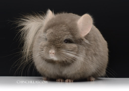 Feature Image for Chinchilla Breeds